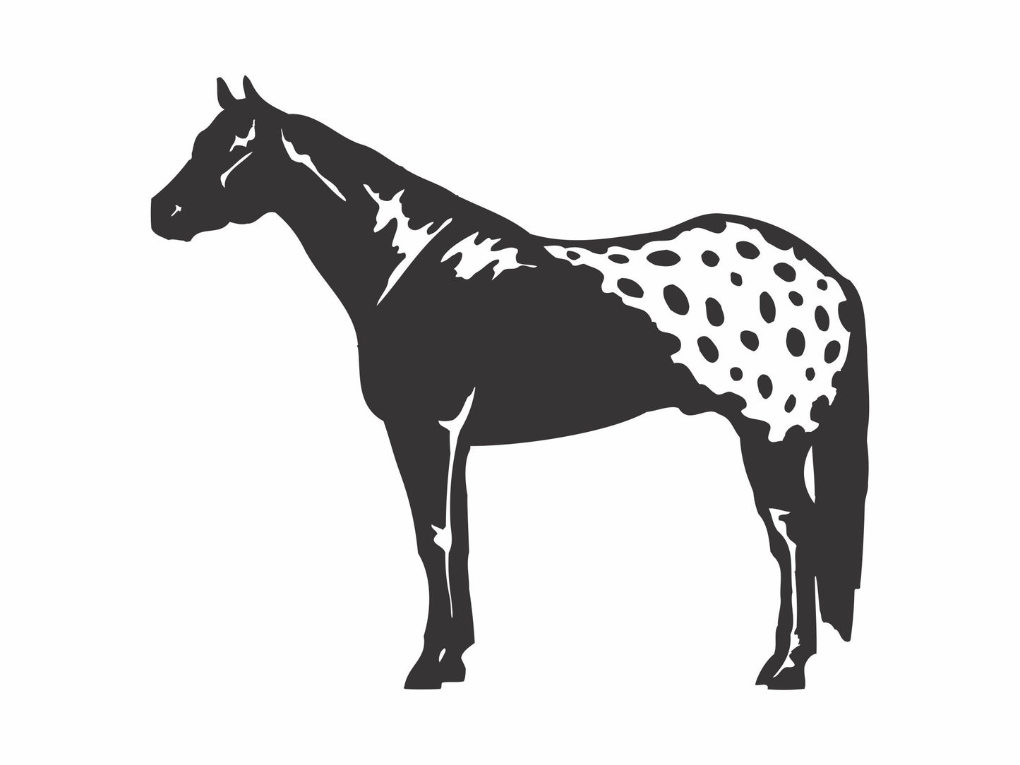 Appaloosa sticker Decal